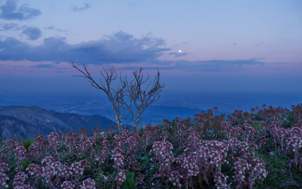 Purple wildflowers carpeting a mountain landscape at dusk, illustrating a Pink Moon ritual for renewal in April